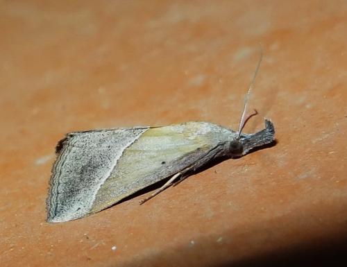 Réf. 189 133 : Hypena lividalis
